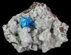 Vibrant Blue Cavansite Cluster on Stilbite - India #67788-1